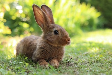 Cute fluffy rabbit on green grass outdoors. Space for text