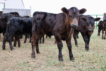 Cow Calf on the ranch