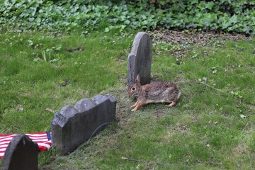 Bunny in a Boston Cemetery