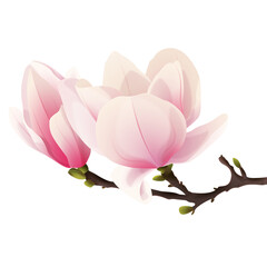 Rozkwitająca magnolia. Ręcznie rysowane kwiaty w kolorze bladego różu z gałązką i pąkami.