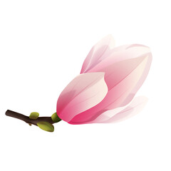 Rozkwitająca magnolia. Ręcznie rysowany pąk kolorze bladego różu na gałązce. - obrazy, fototapety, plakaty