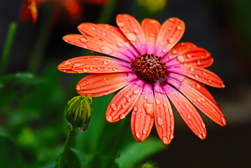 Beautifull orange daisy flower from my garden