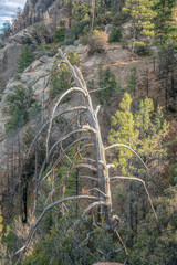 Mount Lemmon, Arizona- Leafless pine tree in the middle of pine tree forest on a rocky slope