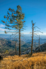 Mount Lemmon, Arizona- Leafless pine trees on a grassy slope of the mountain
