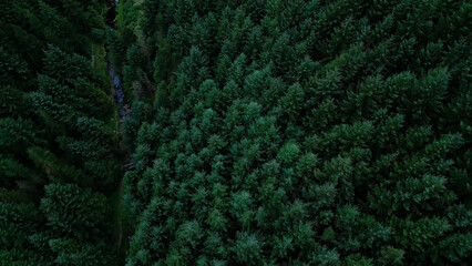 Flying over a fir forest - pine trees from above - drone photography