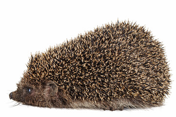 Common hedgehog, or  European hedgehog, also known as the West European hedgehog, lat. Erinaceus europaeus, isolated on white background