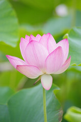 Obraz premium ピンクの蓮の花