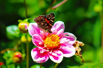 butterfly on flower