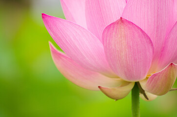 Obraz na płótnie Canvas ピンクの蓮の花