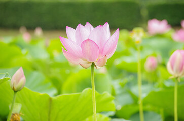 Fototapeta premium ピンクの蓮の花