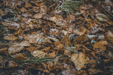 The first snow on blurred fallen leaves in the forest. Snow in October. The onset of winter. Selective focus, abstract background