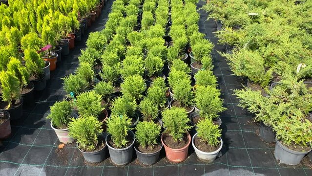 Tree seedlings in pots for sale in garden shop. Rows of pots with green seedlings. Gardening concept. Mother and child choose seedlings to buy.
