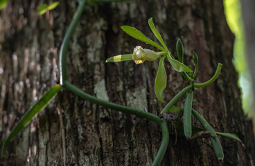 vainilla orquidea flower