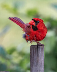 red and green macaw