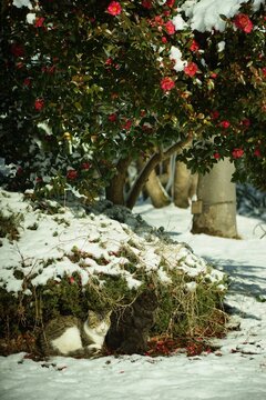 Cats living in Nagahama-jo castle park at snowy morning