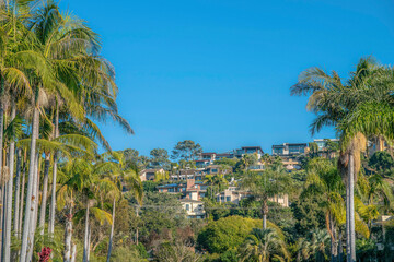 Fototapeta na wymiar La Jolla, California- View of a residential area on a slope from an area below with palm trees