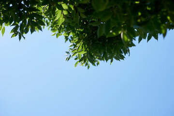 木陰・葉っぱ・枝・木・背景・コピースペース