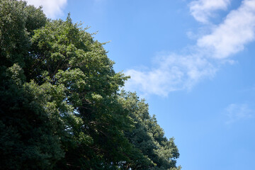 山林・晴れ・森・風景・背景・コピースペース