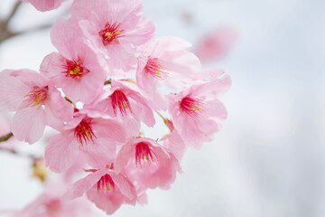 早咲き種の陽光桜をクローズアップ	
