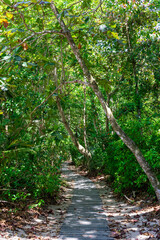 Fototapeta premium Walkway along the beach