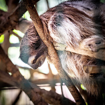 Sloth thinks about their next move