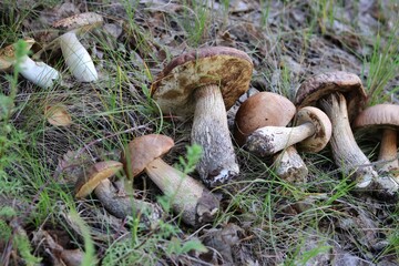 mushrooms in the forest