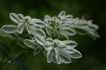 初雪草，白妙菊，半夏生