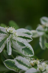 初雪草，白妙菊，半夏生