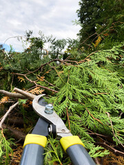 Cedar hedge trimming with shears
