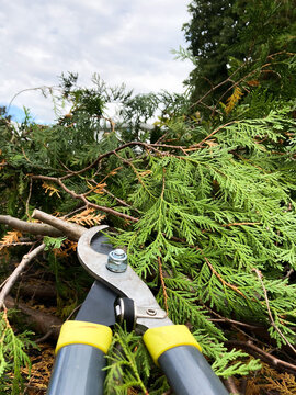 Cedar Hedge Trimming With Shears