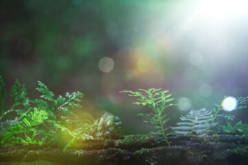 Obraz na płótnie Canvas green forest with bokeh nature lights. world environment day. concept for environment conservation, protect ecology earth and environmental eco-friendly life with copy space