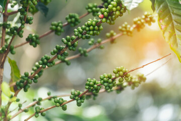 Green coffee bean berry plant with sunlight. Fresh raw seed coffee tree growth in eco organic farm morning time. Close up Green seed berries arabica coffee garden. Fresh coffee bean green leaf plant