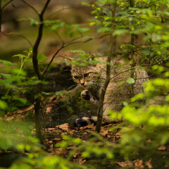 Wild cat (Felis silvestris) having a rest on the ground on the braun fallen leaves in the deep shady forest. wildlife photography.