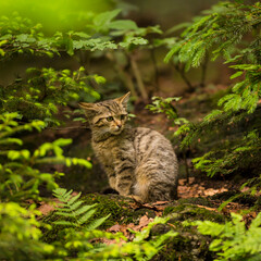 Close up brown colored wild cat kitten (Felis silvestris) sitting in a forest staring forward © Martin