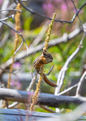 Chipmunk on a branch feeding