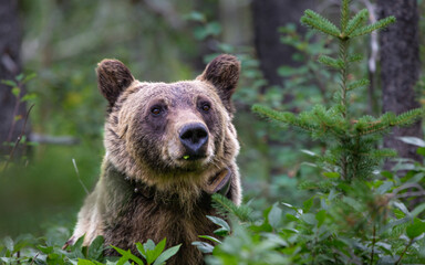Obraz premium Grizzly bear face in the woods