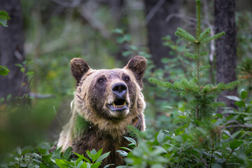 Grizzly bear portrait _1