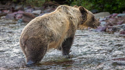 Grizzly bear entering a stream in Montana