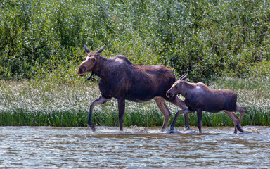 Moose cow and calf running through water