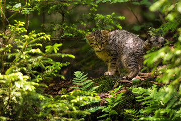 Close up brown colored wild cat kitten (Felis silvestris) sitting in a forest staring forward