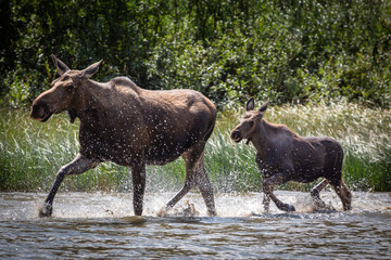 Moose cow and calf running _1