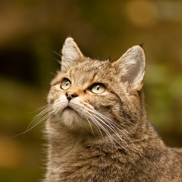 Close up portrait of wild cat (Felis silvestris) watching the bird above in the deep forest. Wildlife photography.