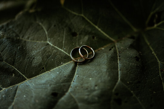 wedding rings on a leaf