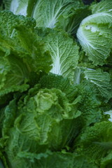 Napa cabbages harvest time