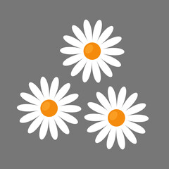 daisy flowers flat vector illustration clipart isolated on white background