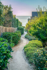 La Jolla, California- Sloped pathway in between bushes leading to the beach