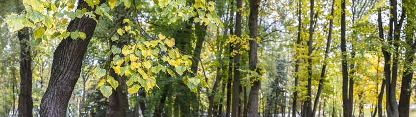 panoramic scenery of city park at early autumn. trees with multicolored leaves.