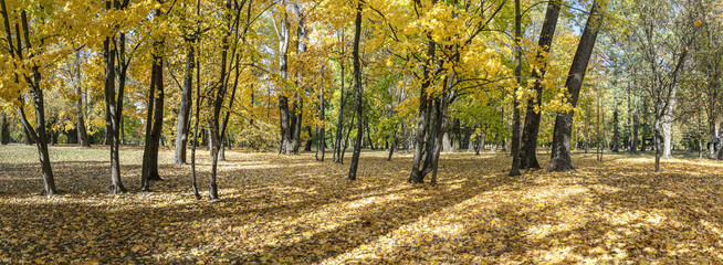 autumn park with bright yellow deciduous trees in sunny day. panoramic view.
