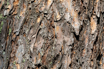 Red Pine Tree Texture
