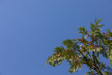 Spruce branch against blue sky as backdrop